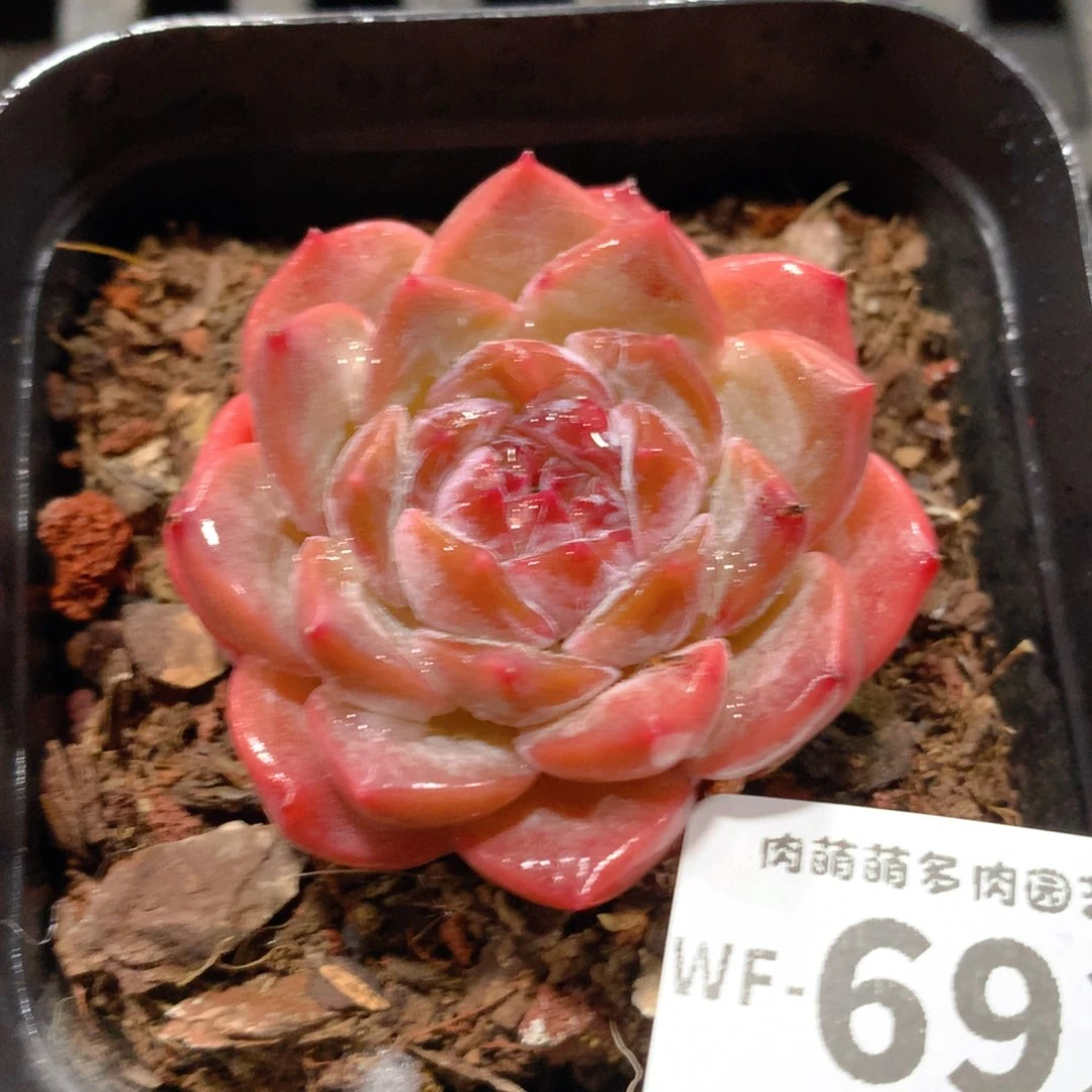 肉萌萌拇指盆多肉WF692