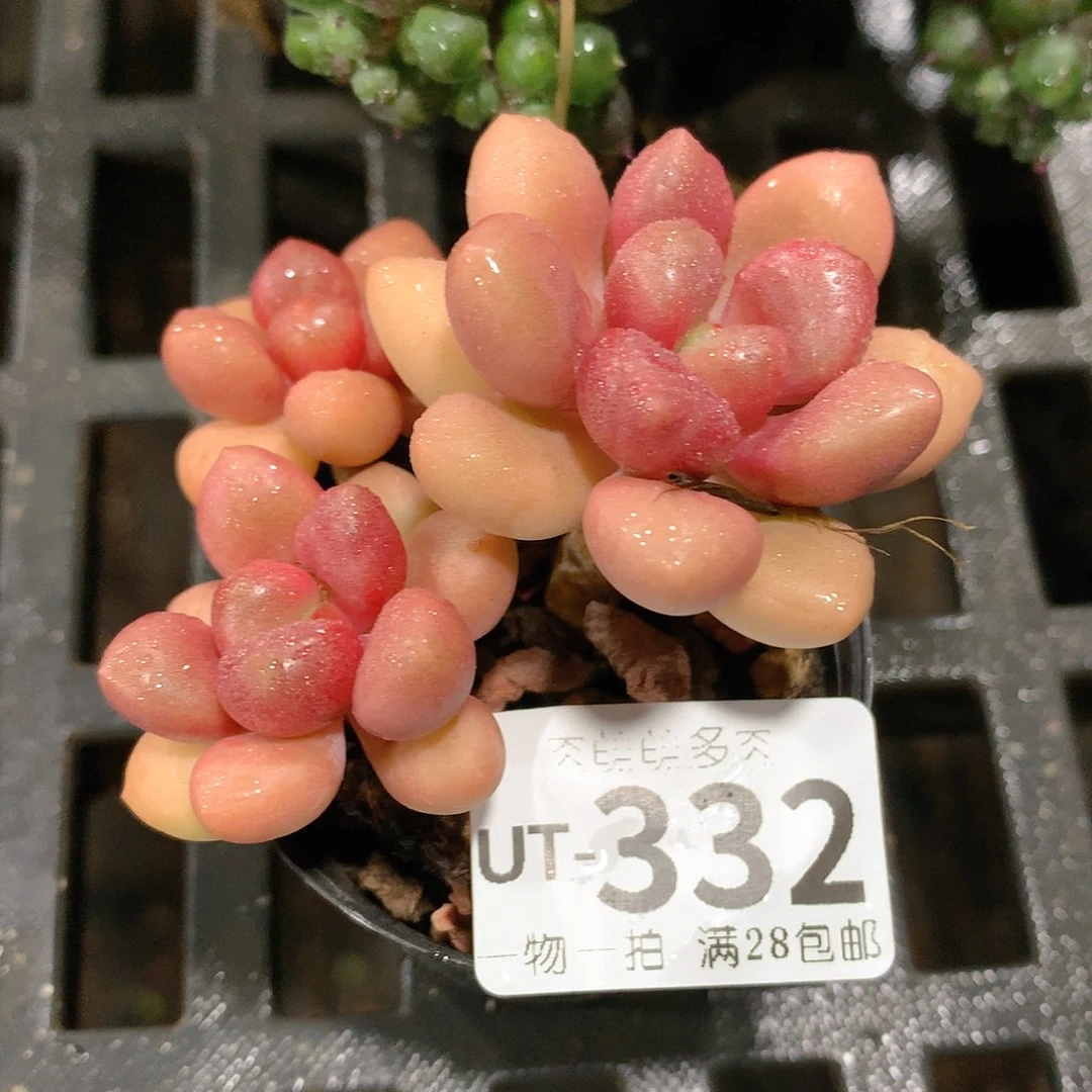 肉萌萌拇指盆多肉UT332