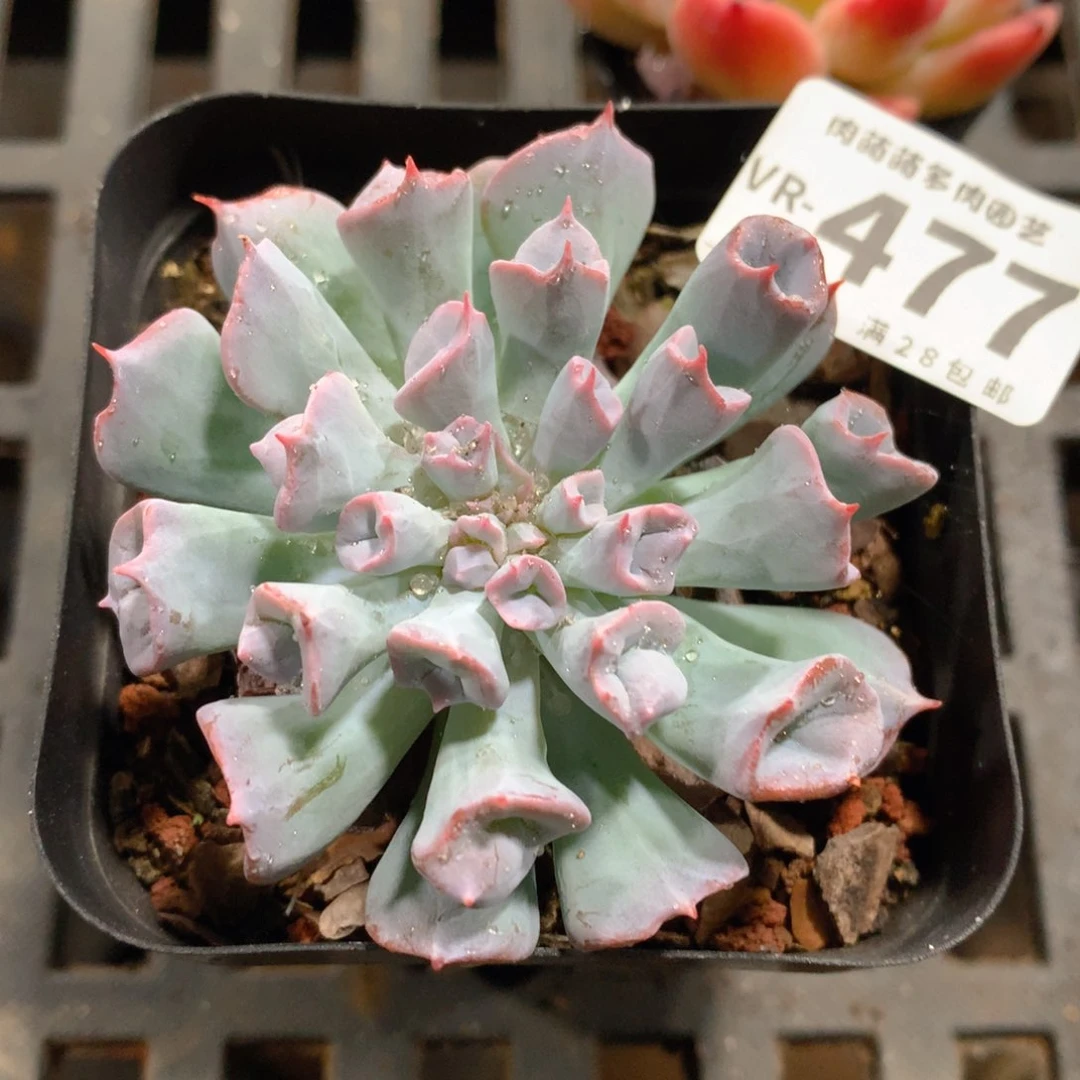 肉萌萌拇指盆多肉VR477