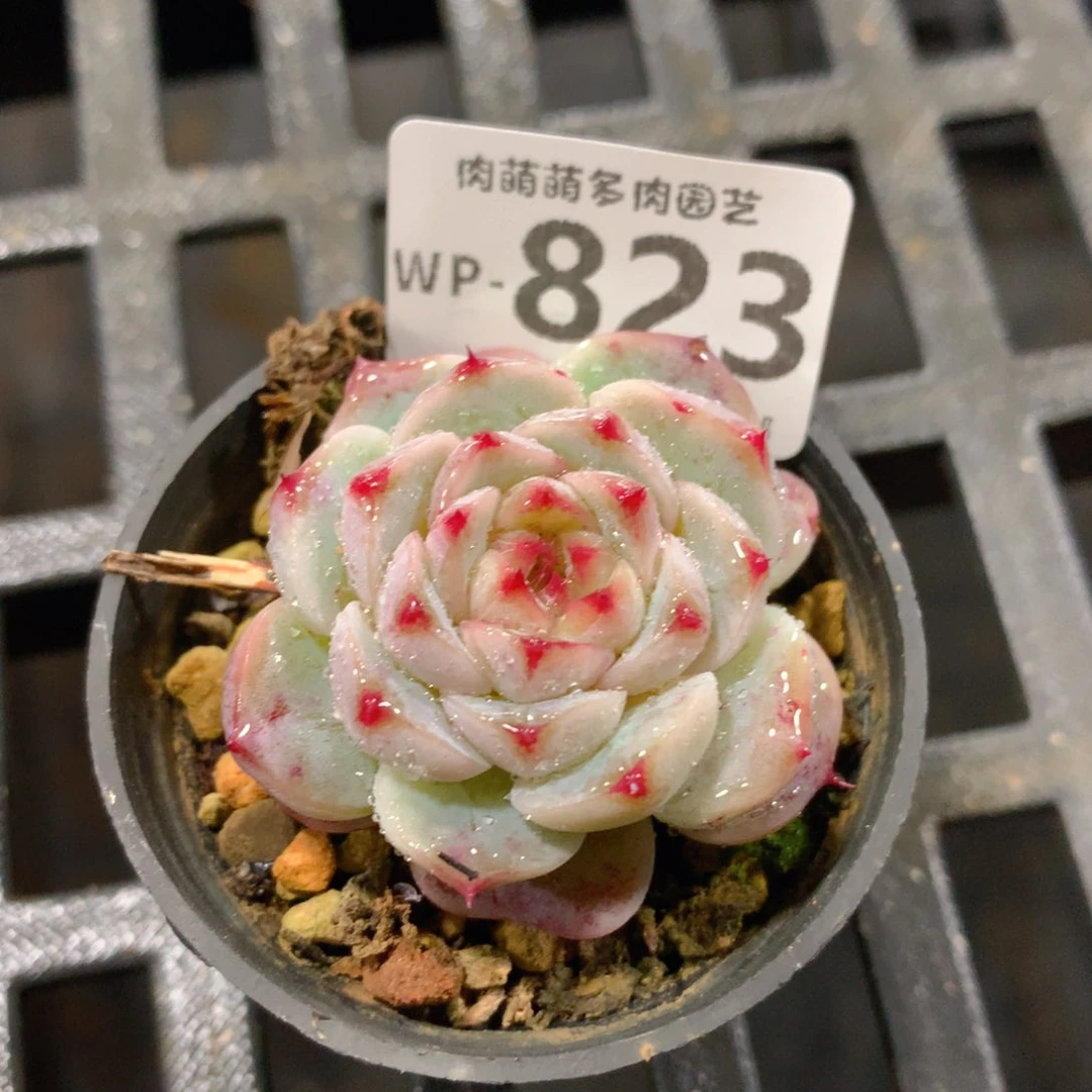 肉萌萌拇指盆精控多肉WP823