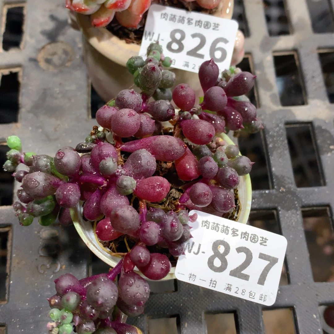 肉萌萌拇指盆多肉WJ827