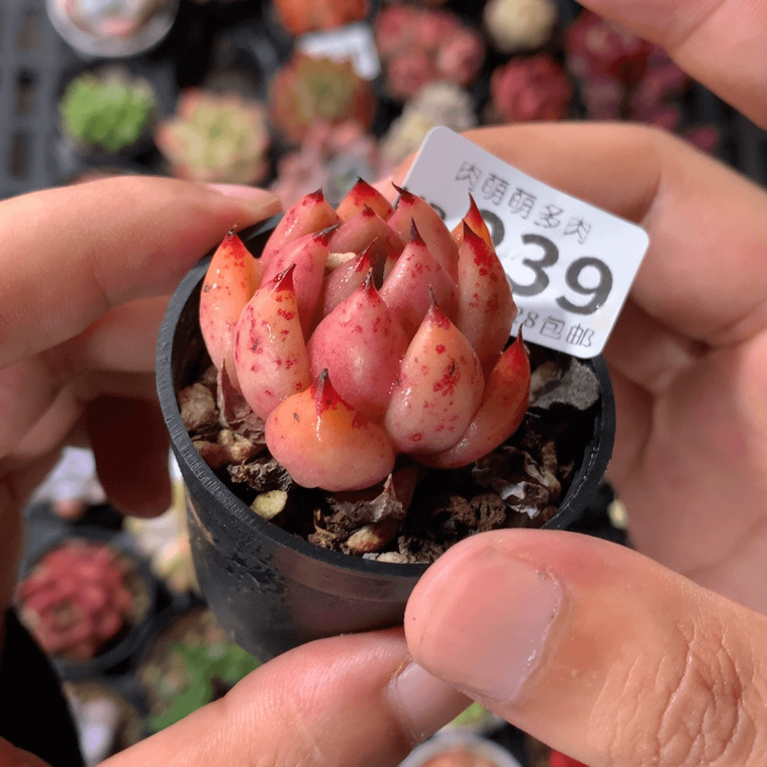 肉萌萌拇指盆多肉UB239