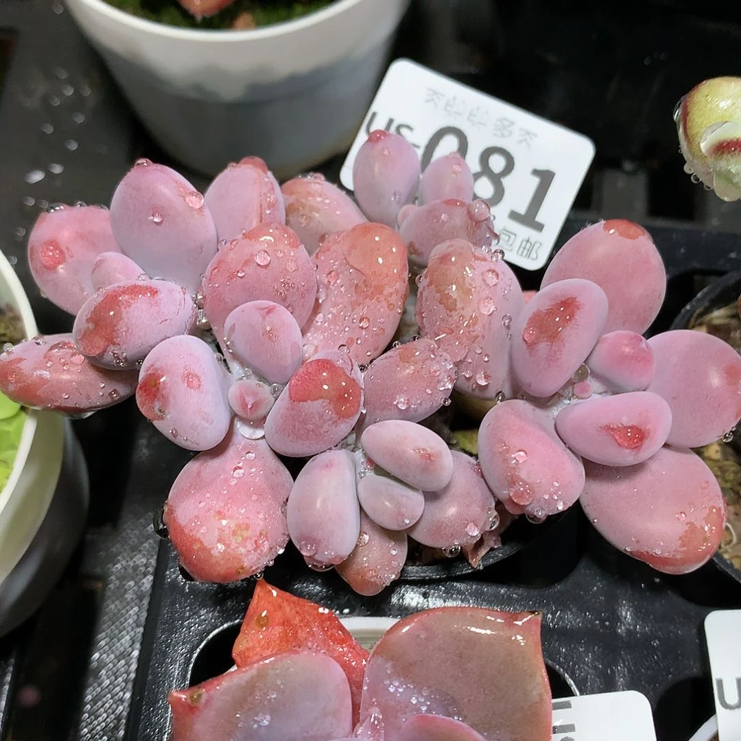 肉萌萌拇指盆多肉US081