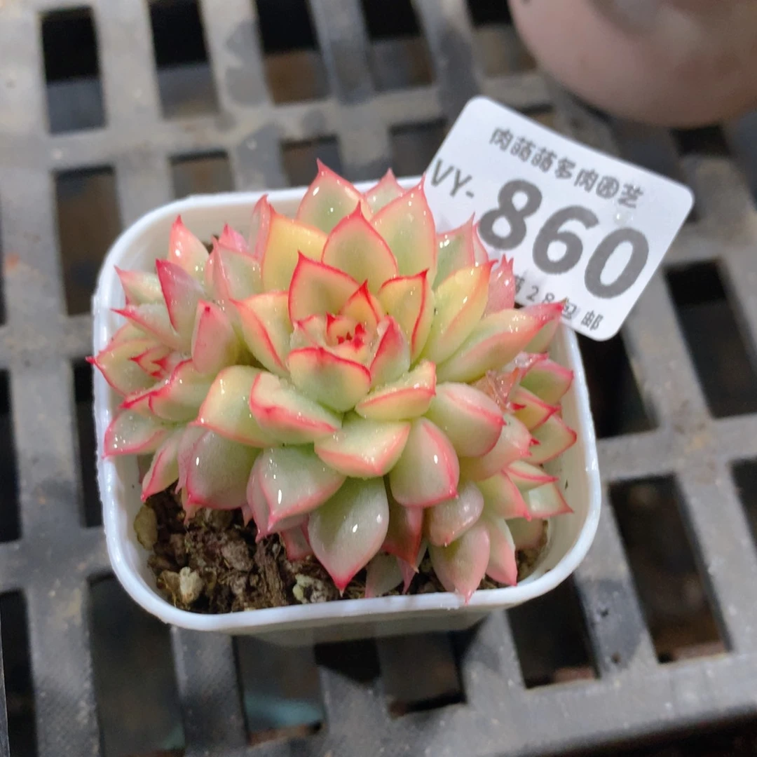 肉萌萌拇指盆多肉VY860