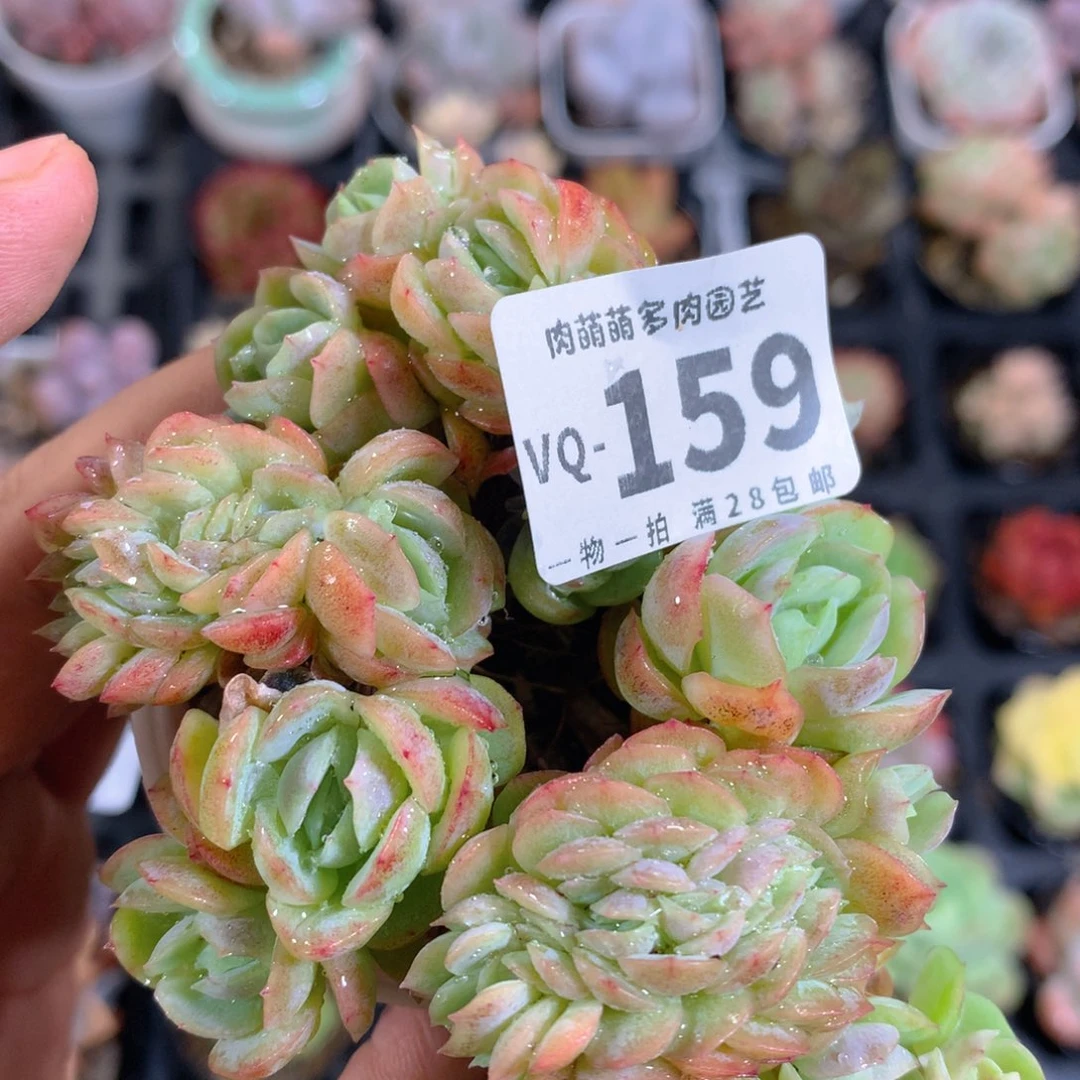 5CM盆精控多肉VQ159