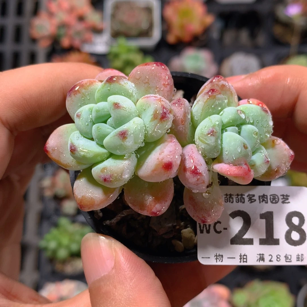 5CM拇指盆精控多肉WC218