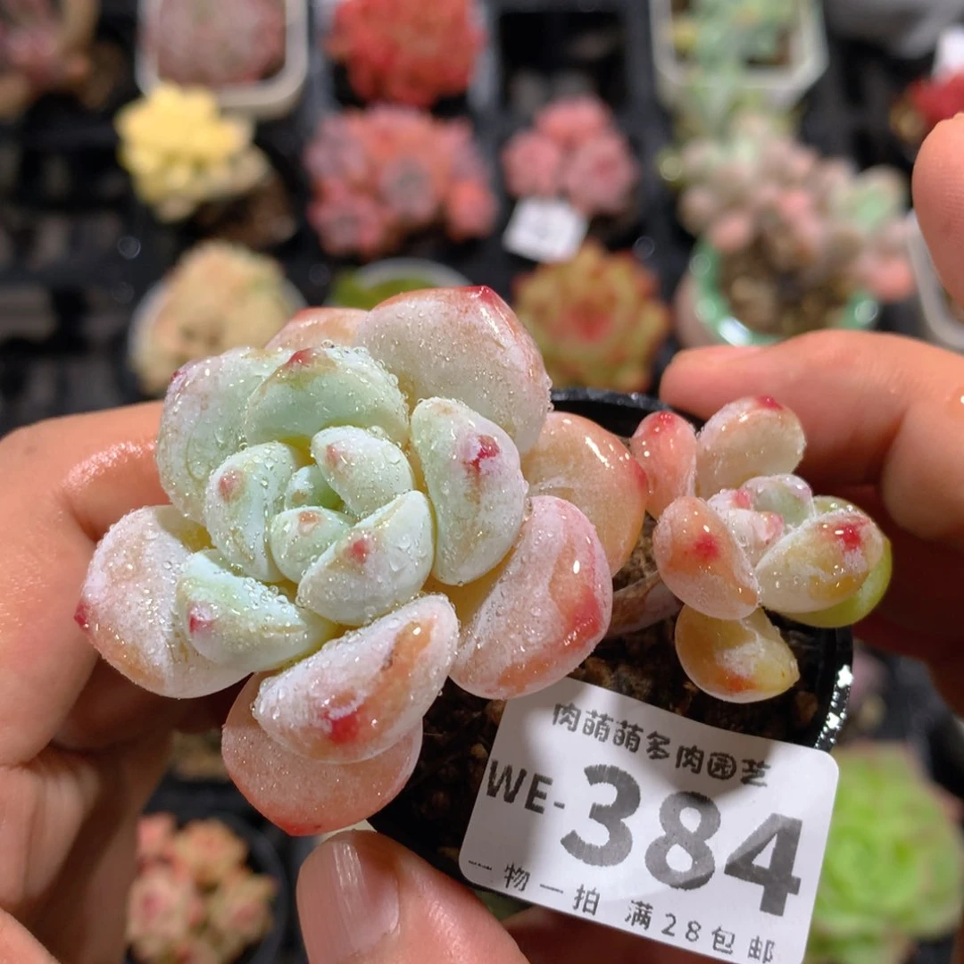 5CM拇指盆精控多肉WE384