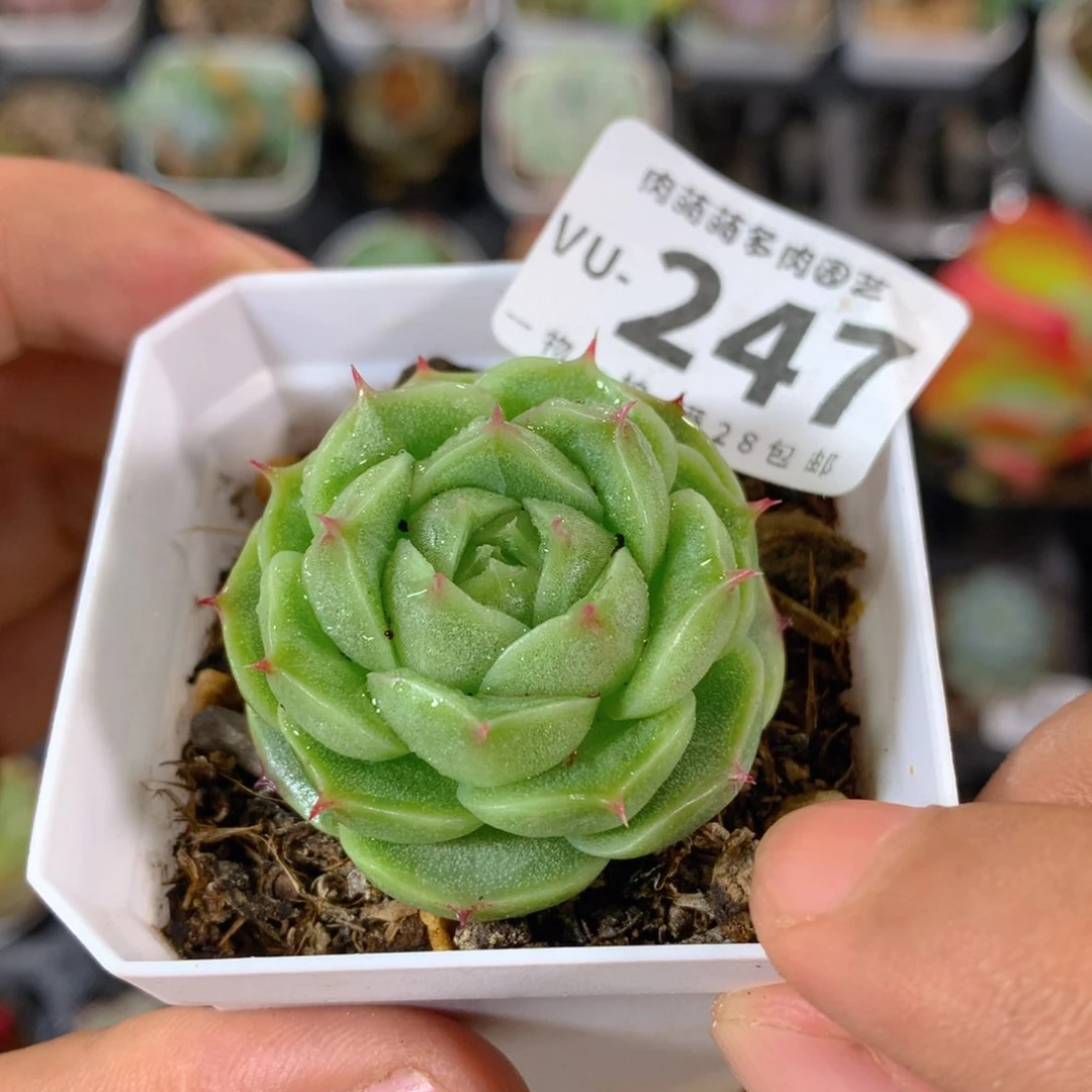 5CM拇指盆精控多肉VU247