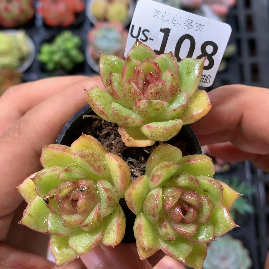 肉萌萌拇指盆多肉US108