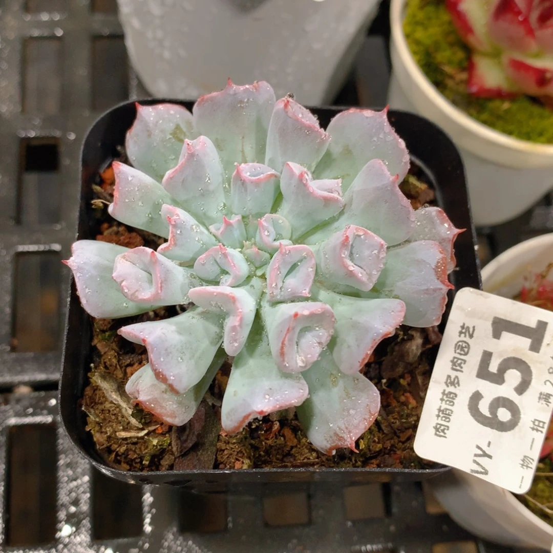 肉萌萌拇指盆多肉VY651