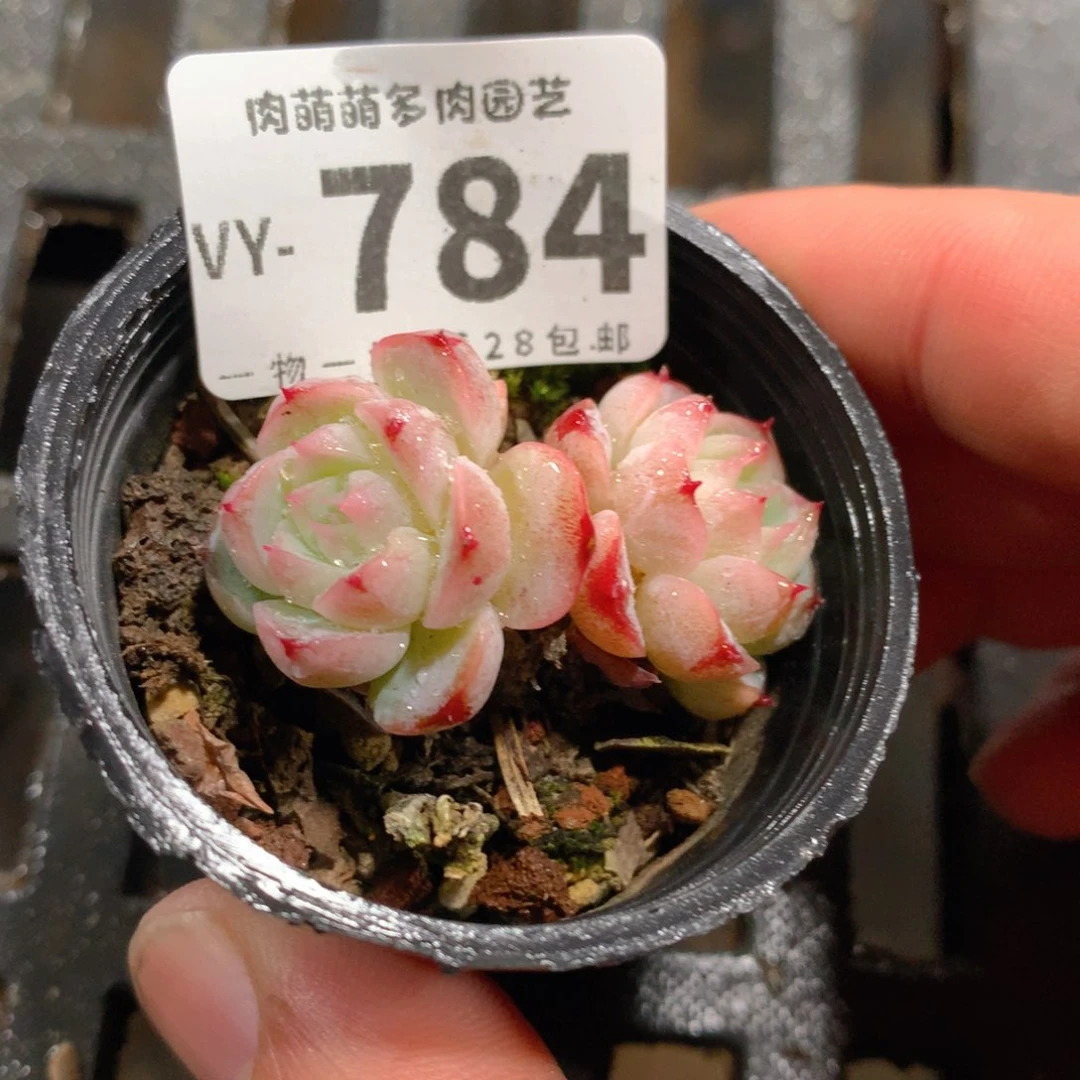 肉萌萌拇指盆多肉VY784