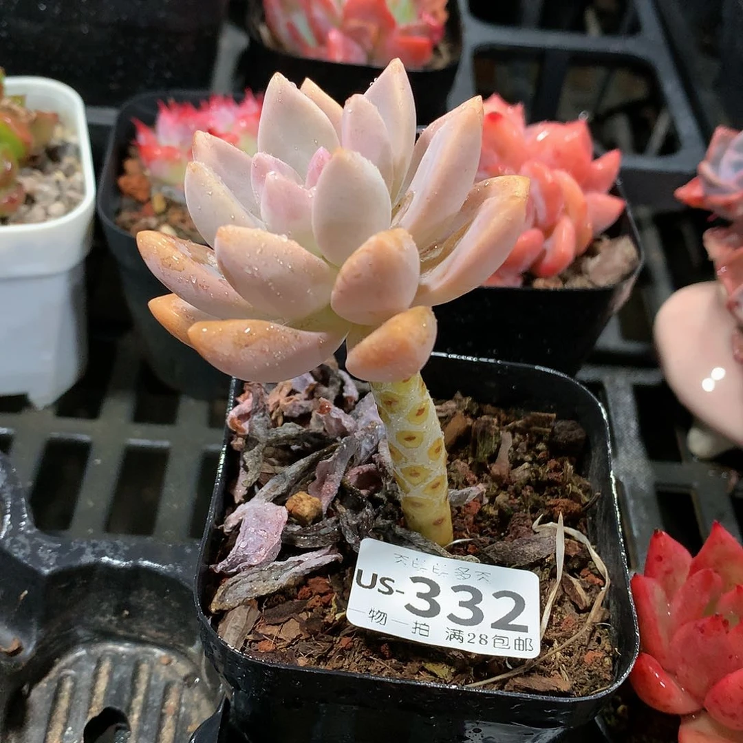 肉萌萌拇指盆多肉US332