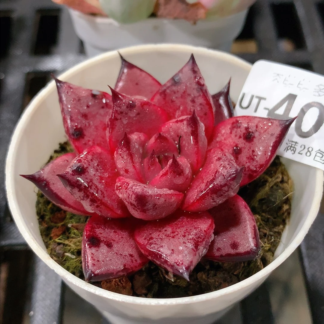 肉萌萌拇指盆多肉UT407