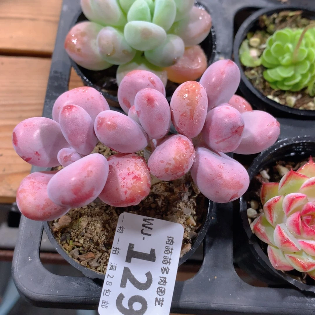 5CM拇指盆精控多肉WJ129