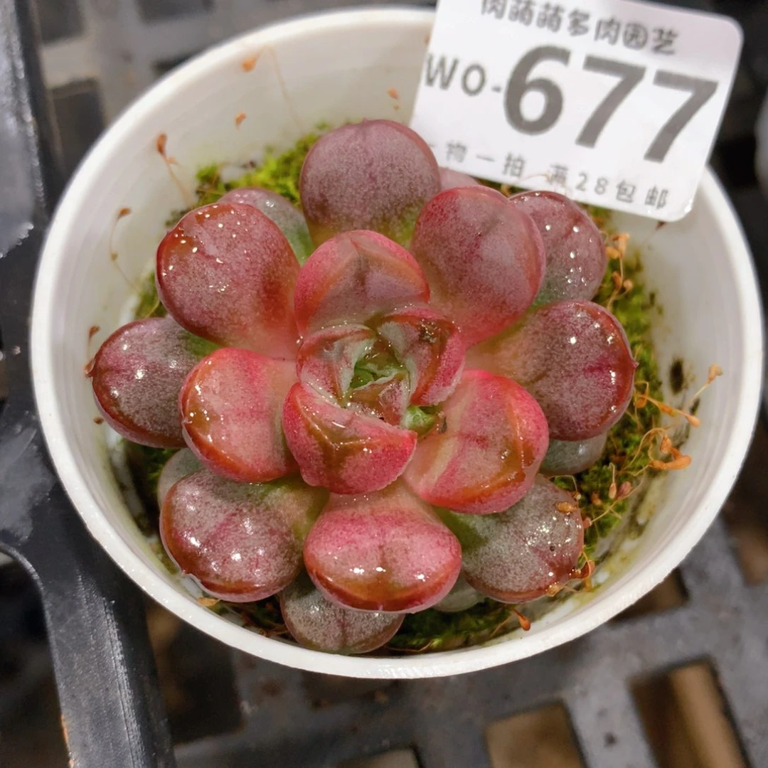 肉萌萌拇指盆精控多肉WO677