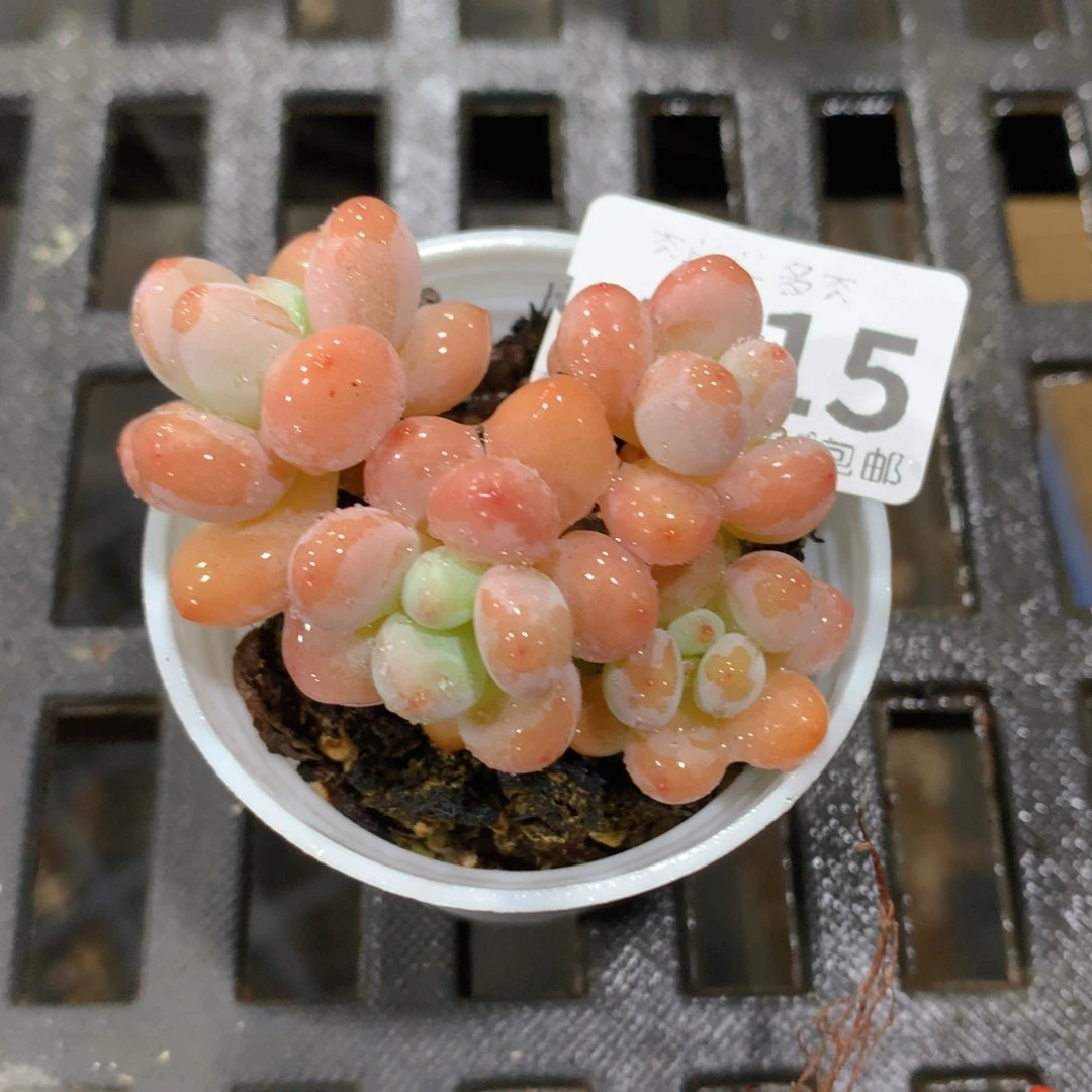 肉萌萌拇指盆多肉UV315