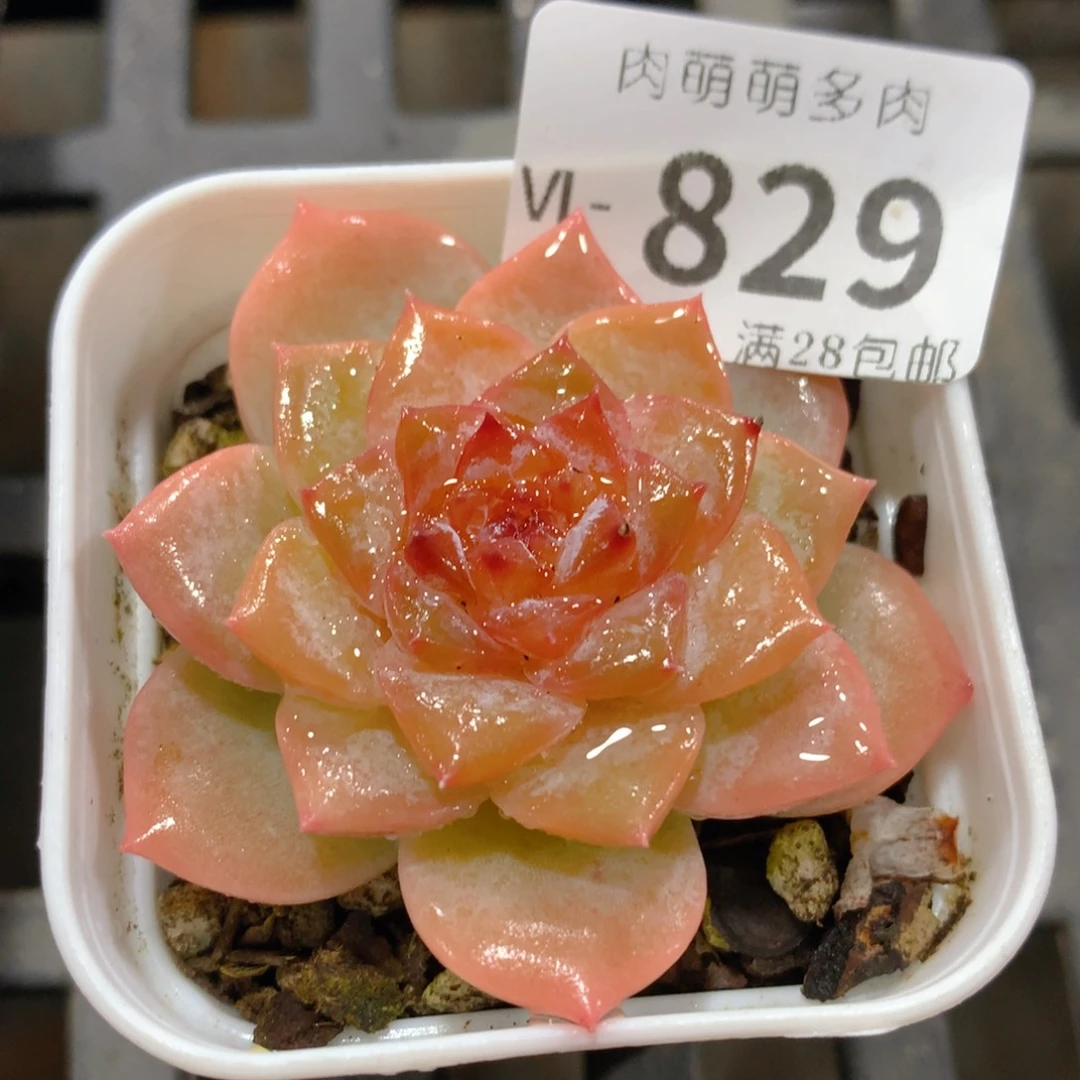 肉萌萌拇指盆多肉VL829