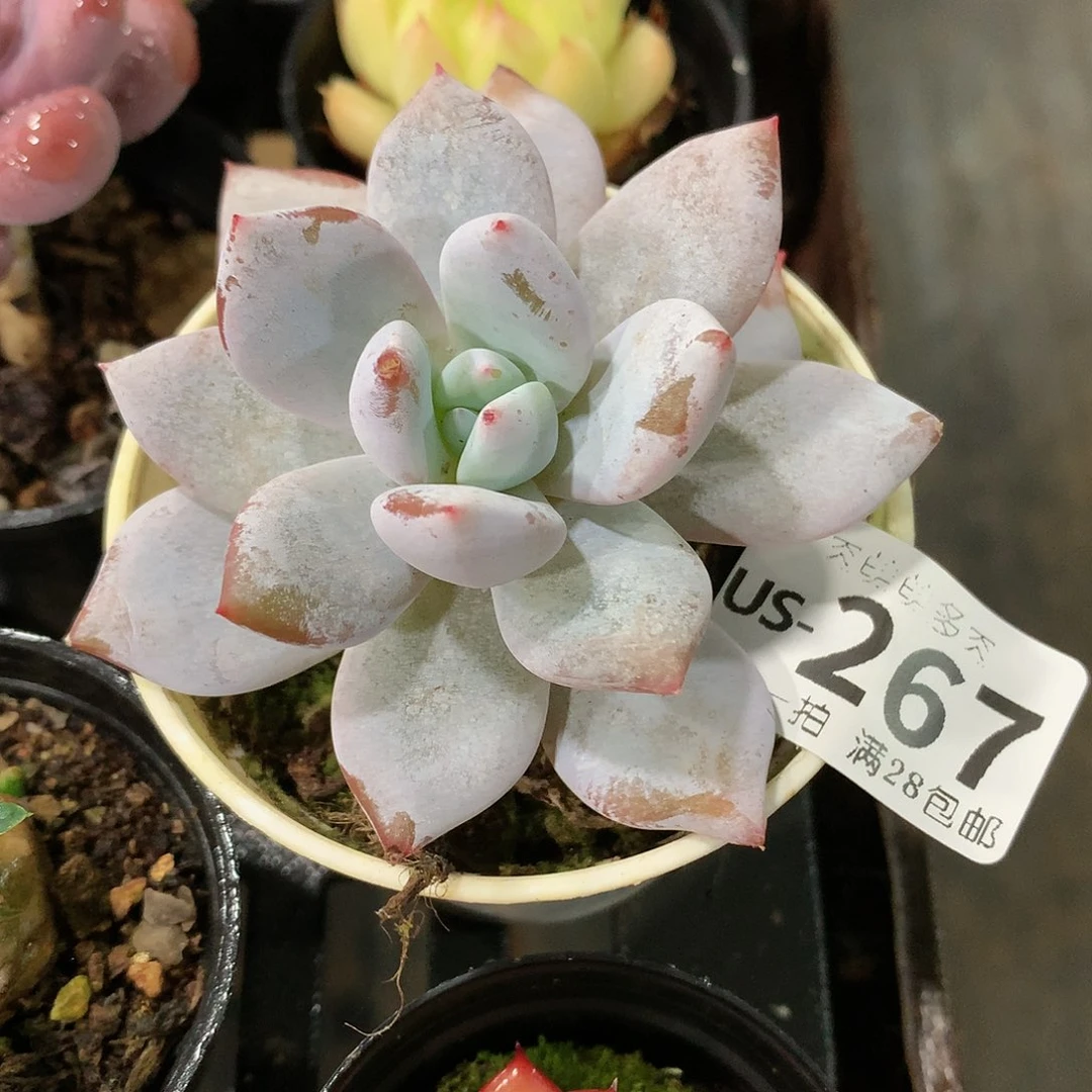 肉萌萌拇指盆多肉US267