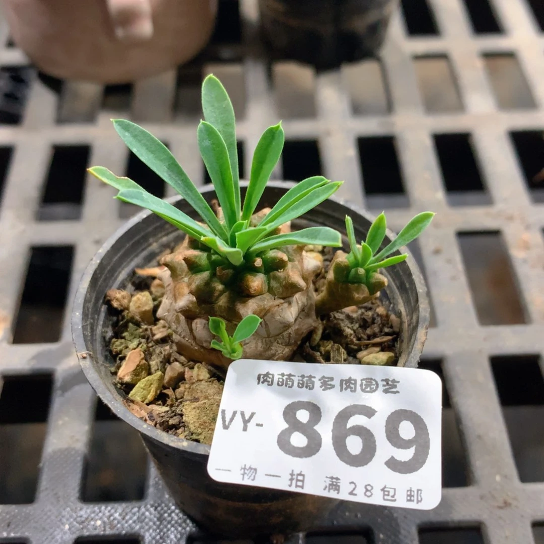 肉萌萌拇指盆多肉VY869