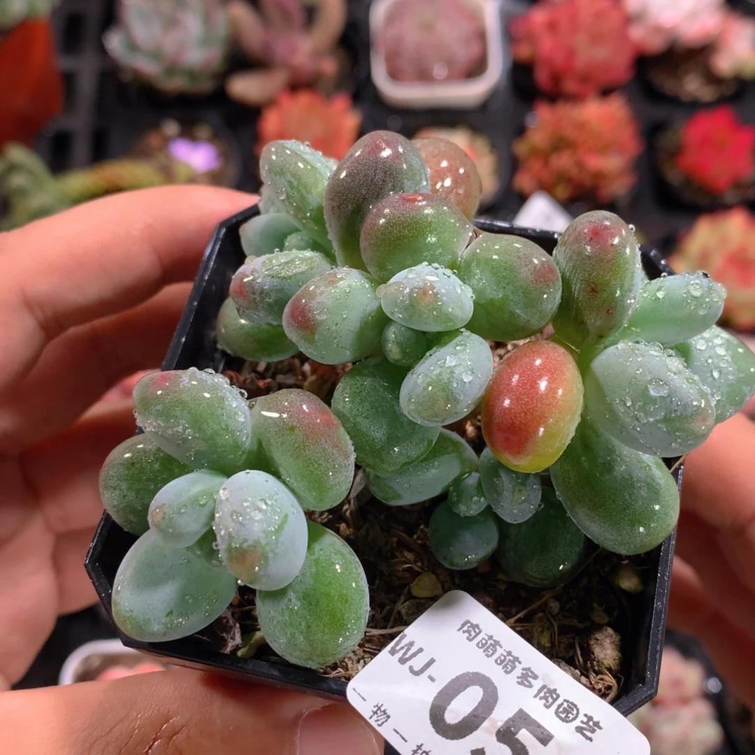 5CM拇指盆精控多肉WJ054