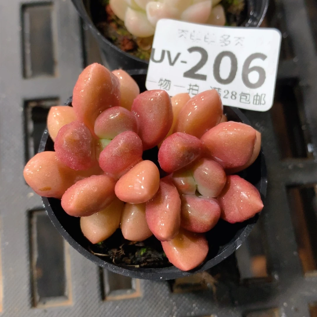 肉萌萌拇指盆多肉UV206