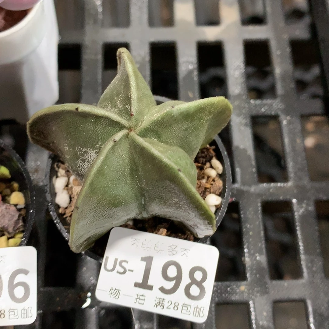 肉萌萌拇指盆多肉US198