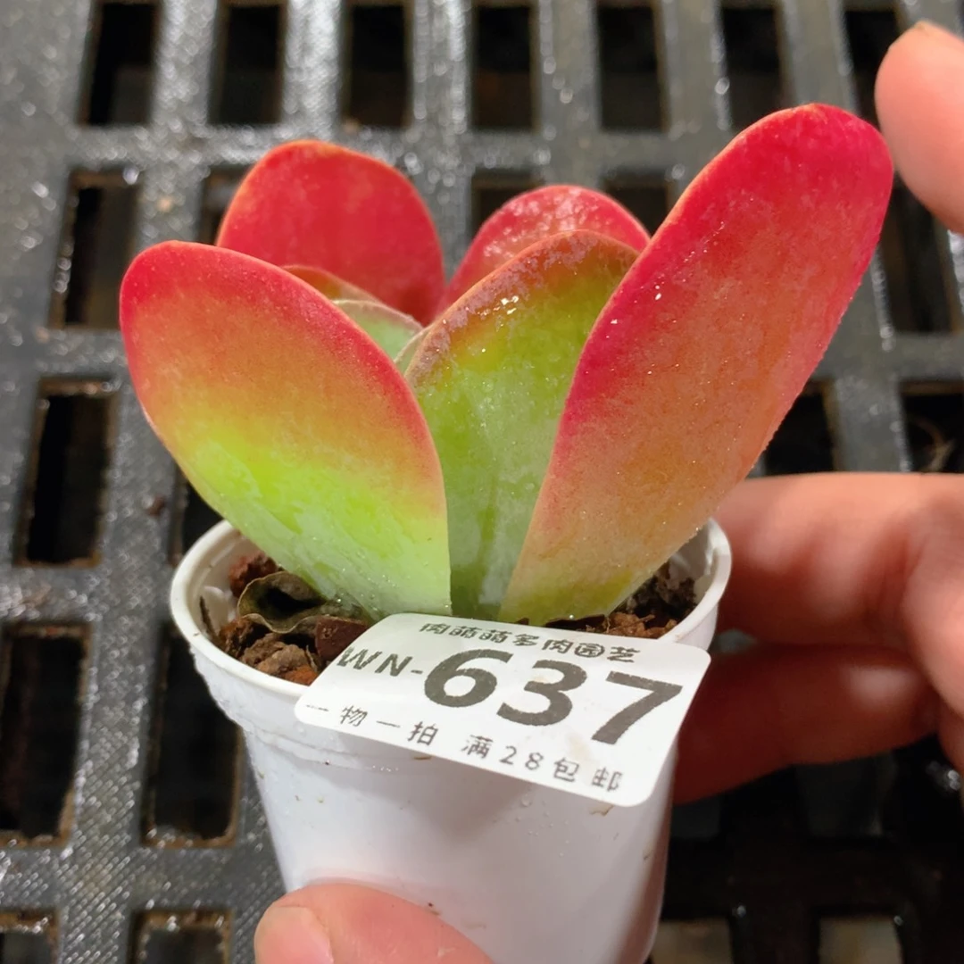 肉萌萌拇指盆精控多肉WN637