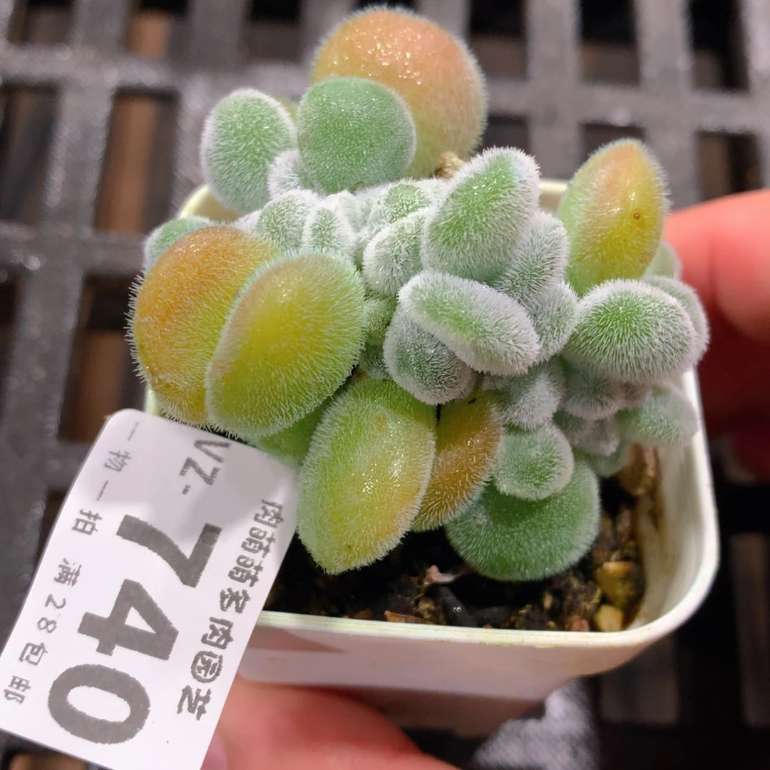 肉萌萌拇指盆多肉VZ740