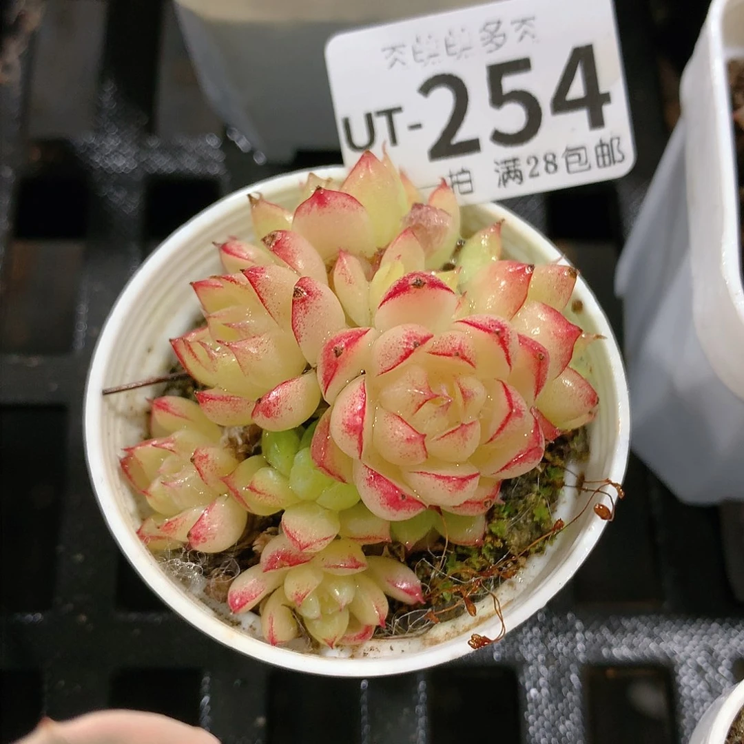 肉萌萌拇指盆多肉UT54