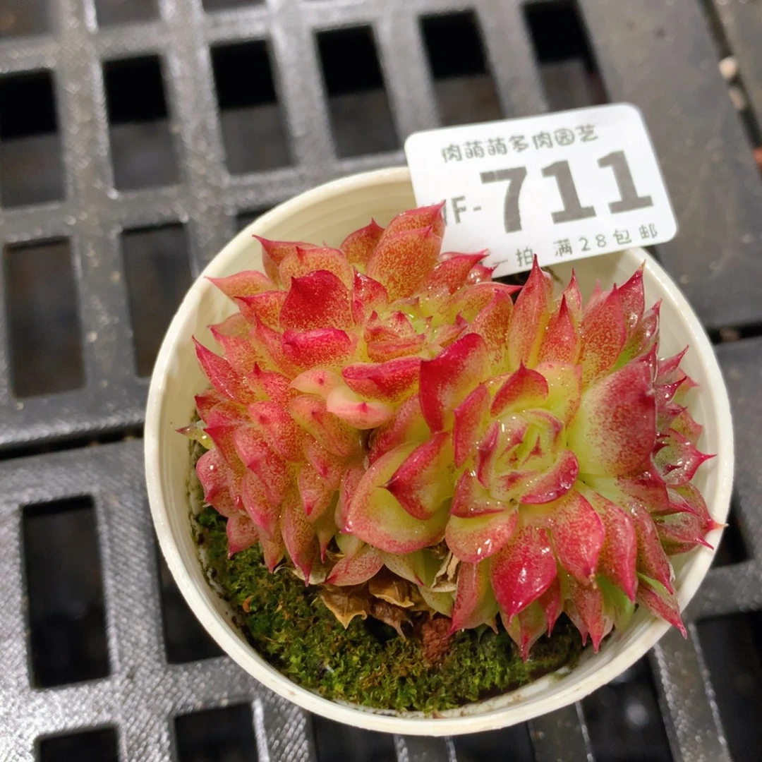 肉萌萌拇指盆多肉WF711