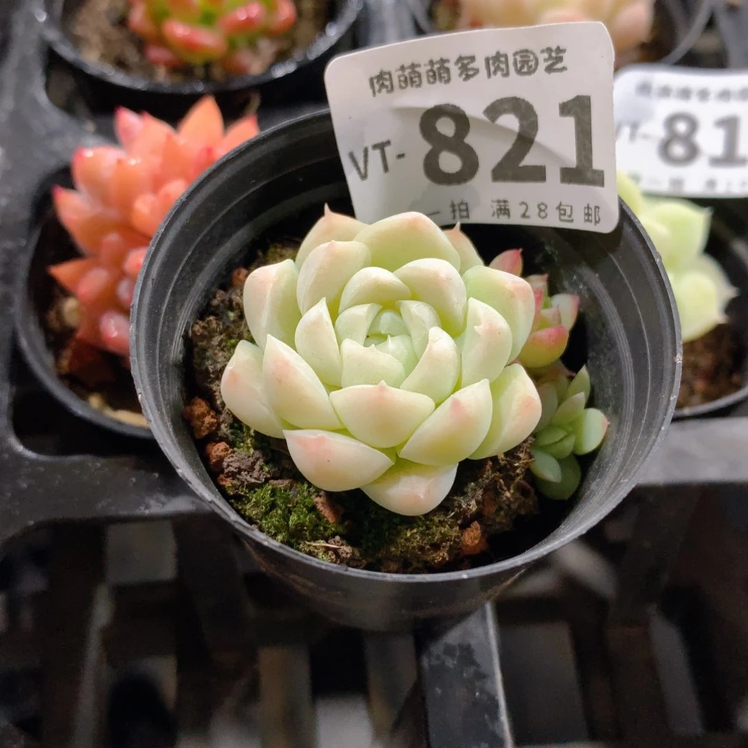 肉萌萌拇指盆多肉VT821