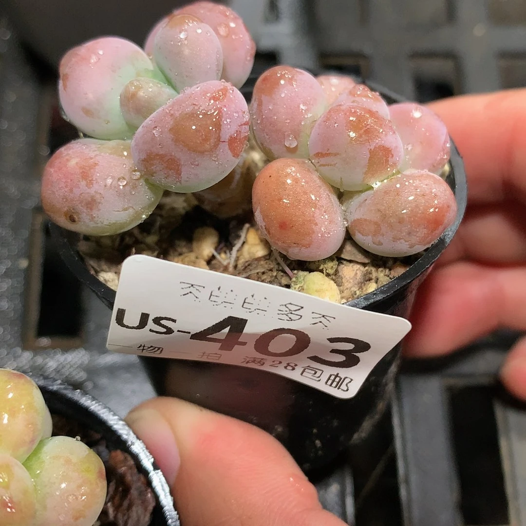 肉萌萌拇指盆多肉US403