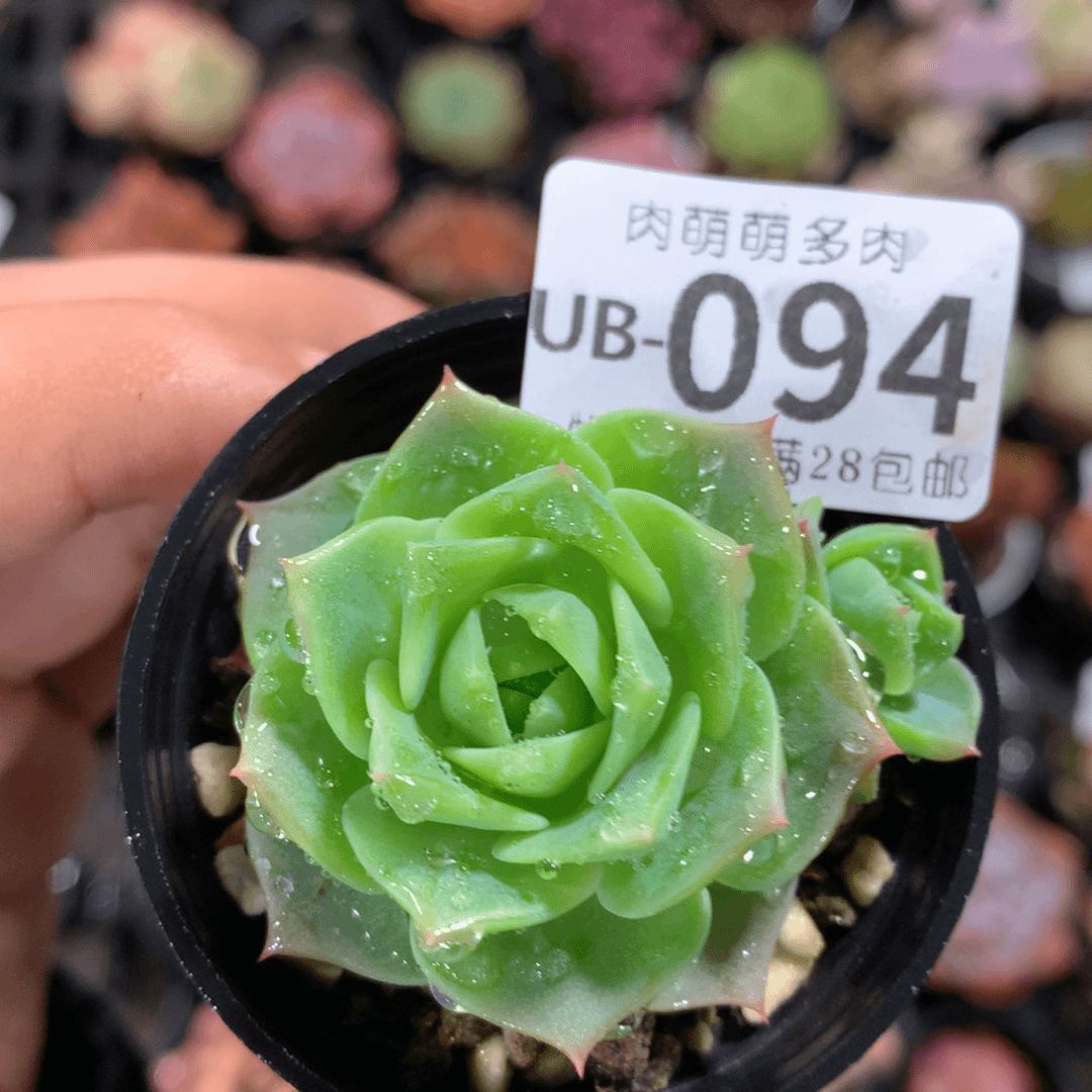 肉萌萌拇指盆多肉UB094