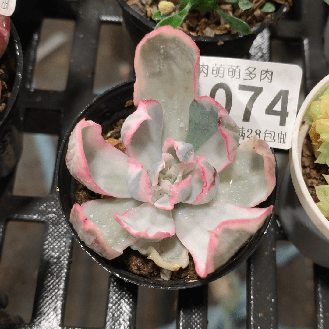 肉萌萌拇指盆多肉TZ074