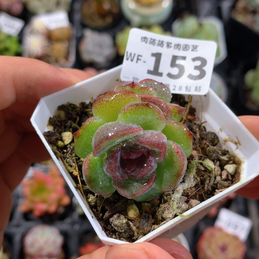 5CM拇指盆精控多肉WF153