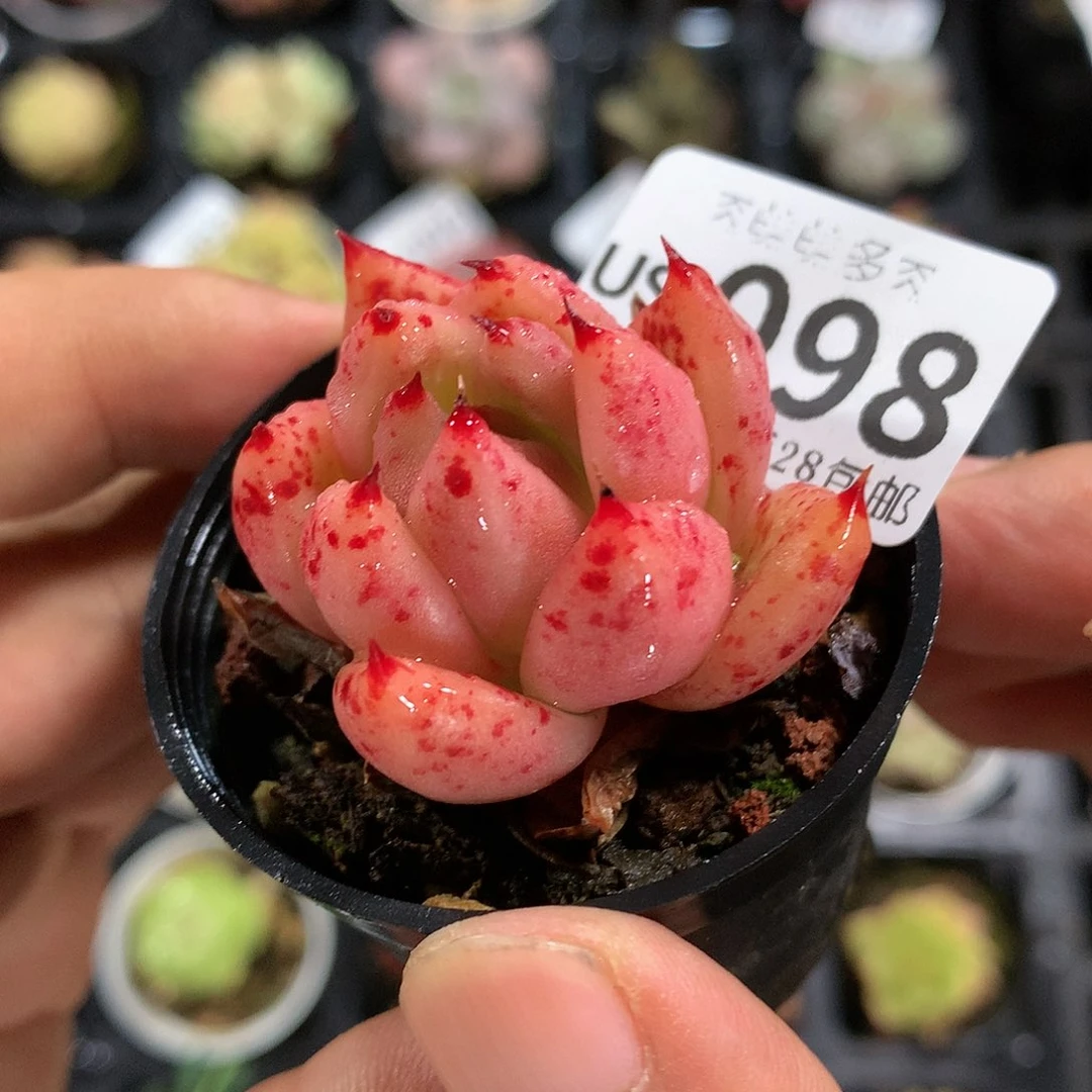 肉萌萌拇指盆多肉US098