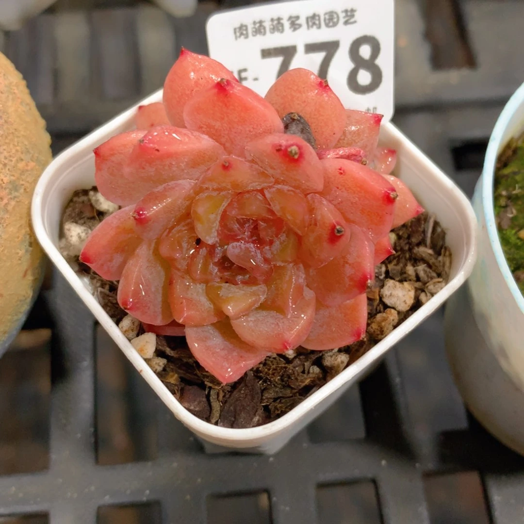 肉萌萌拇指盆多肉WF778