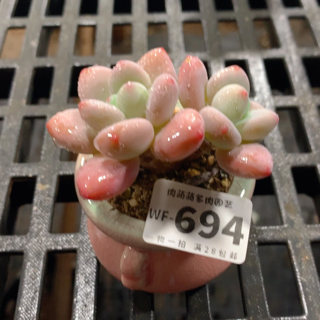 肉萌萌拇指盆多肉WF694