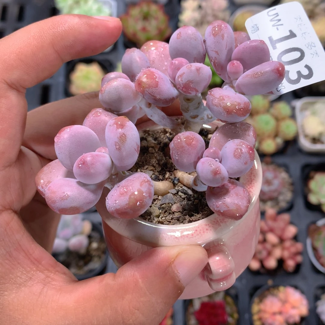 肉萌萌拇指盆多肉UW103