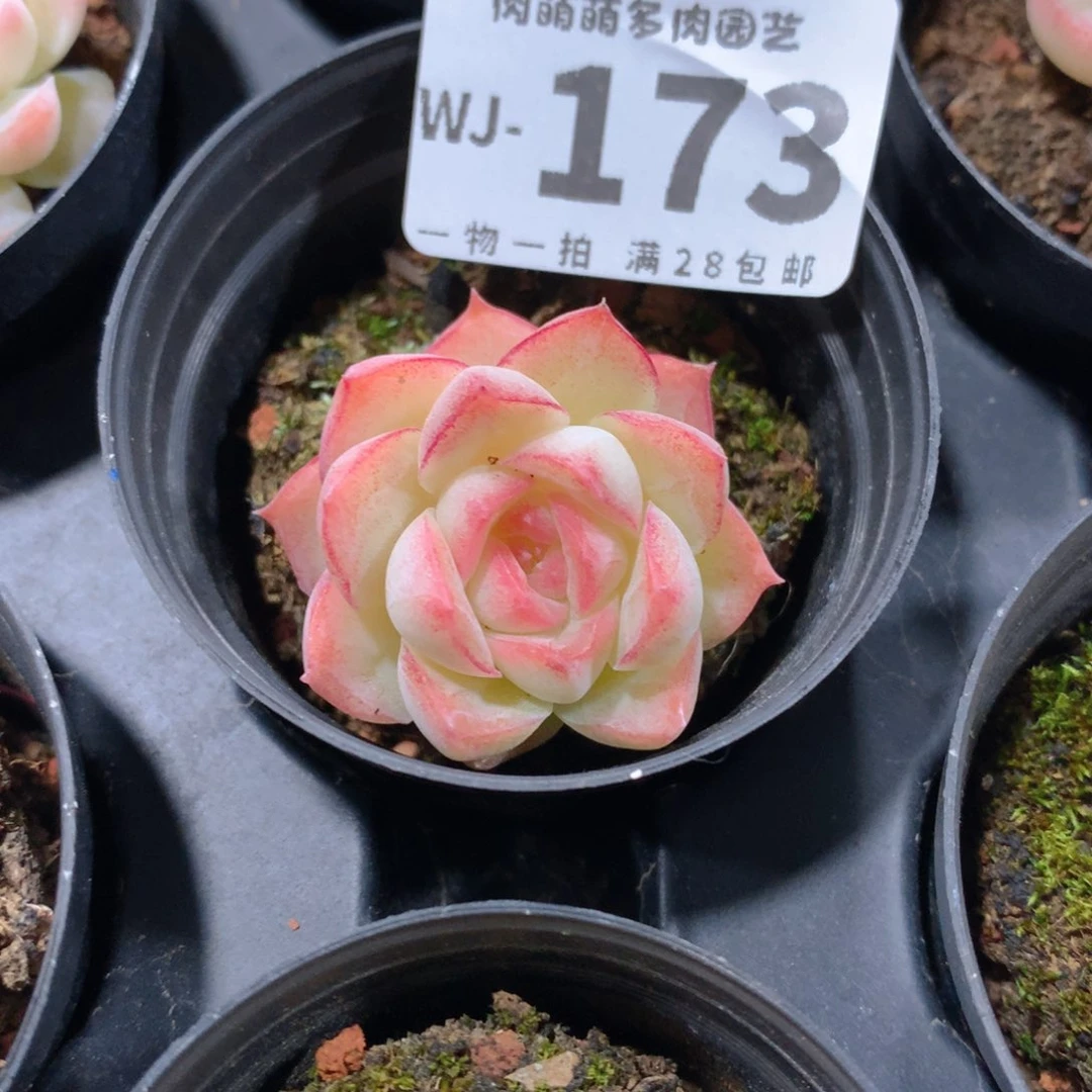 5CM拇指盆精控多肉WJ173