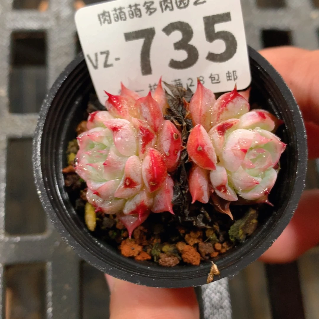 肉萌萌拇指盆多肉VZ735