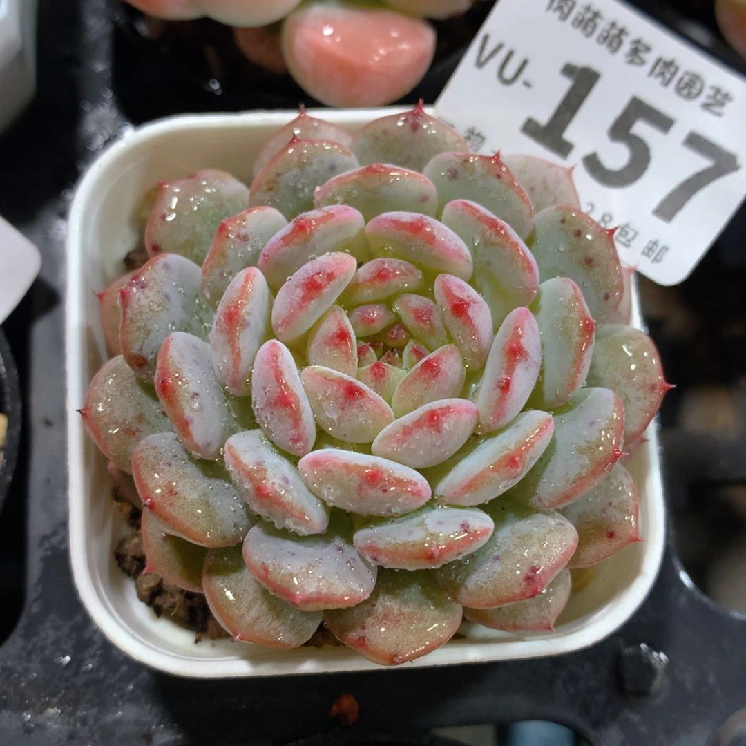 5CM拇指盆精控多肉VU157