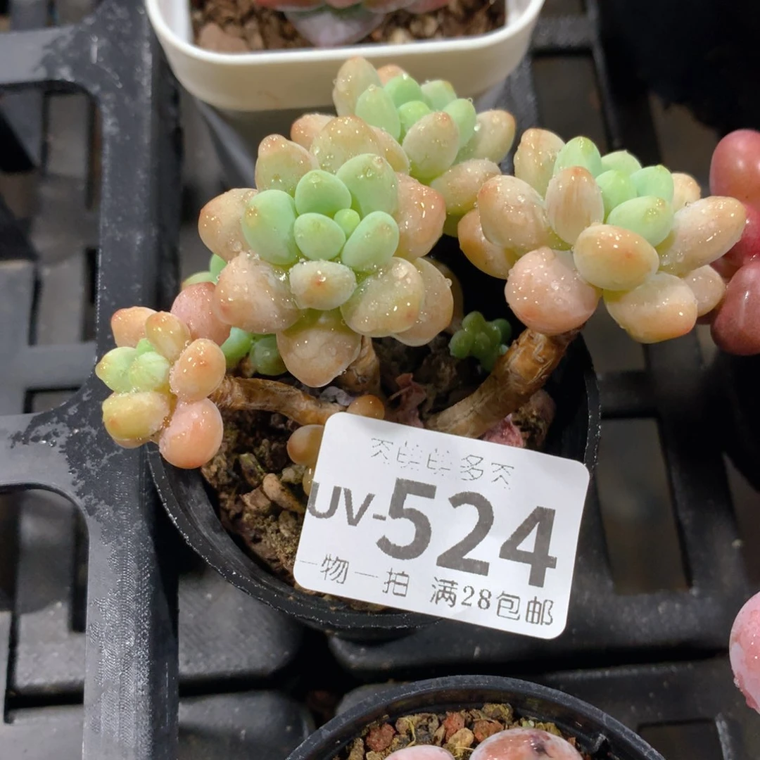肉萌萌拇指盆多肉UV524