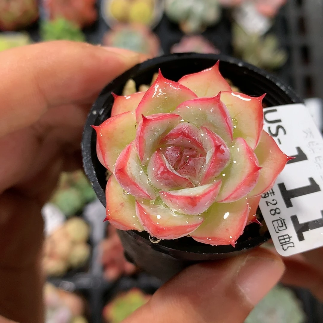 肉萌萌拇指盆多肉US111