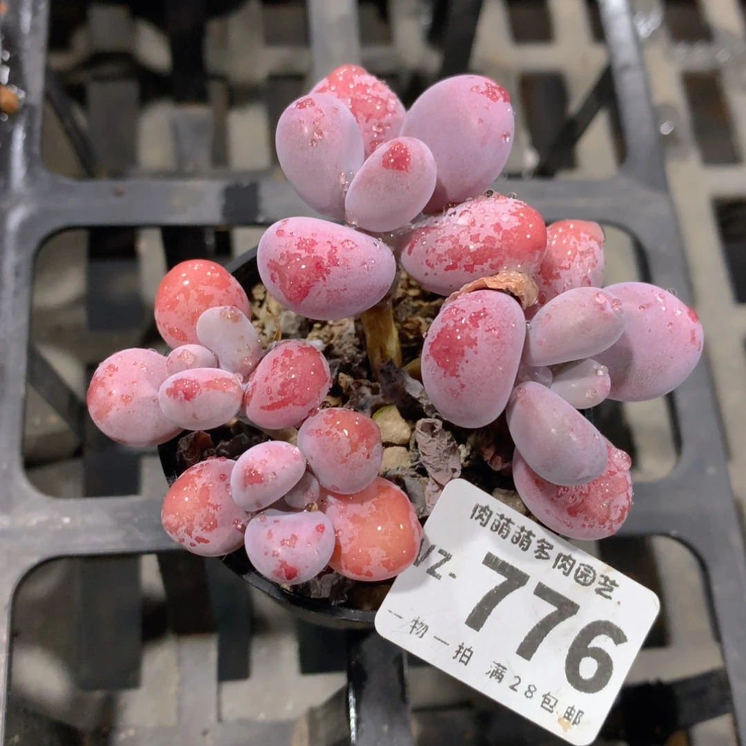 肉萌萌拇指盆多肉VZ776