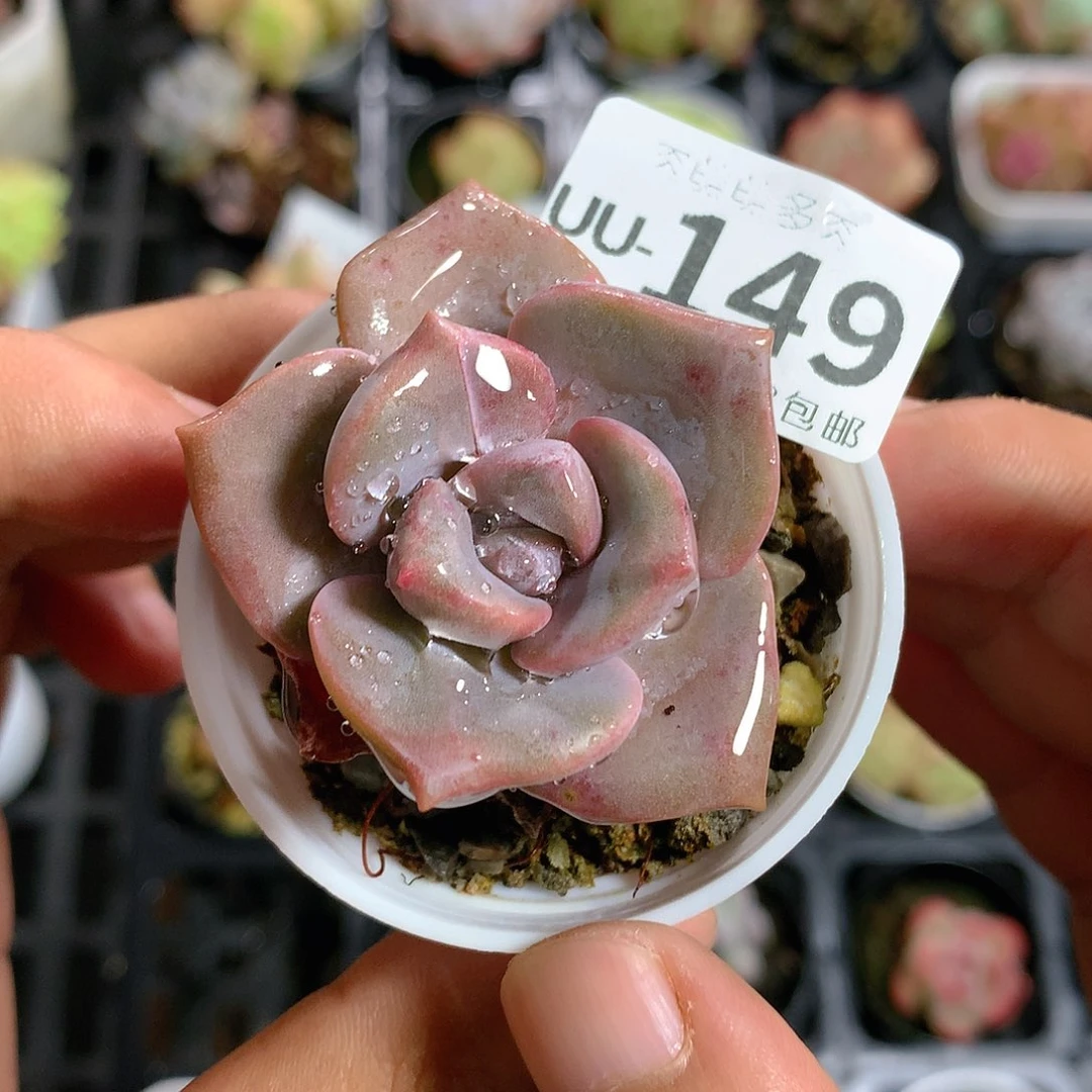 肉萌萌拇指盆多肉UU149