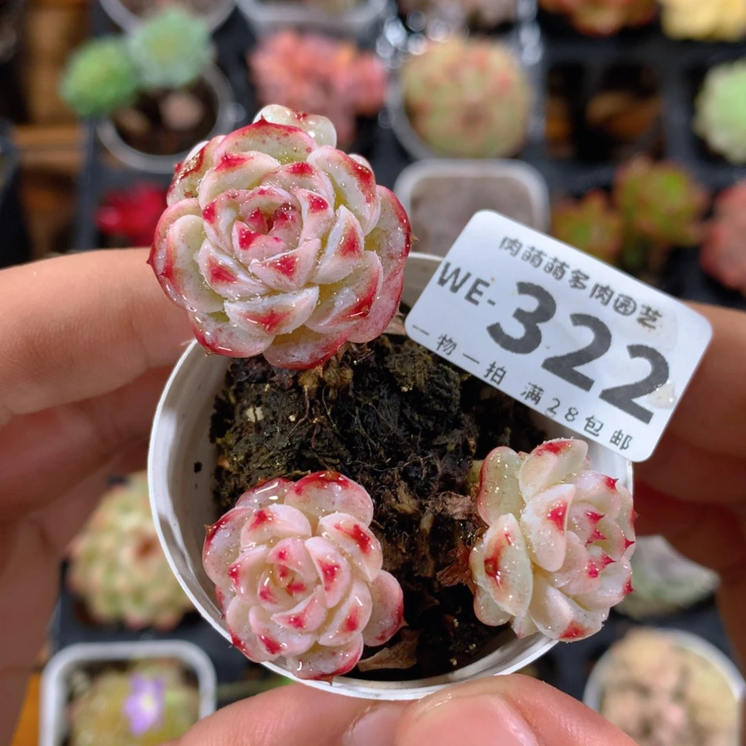 5CM拇指盆精控多肉WE322