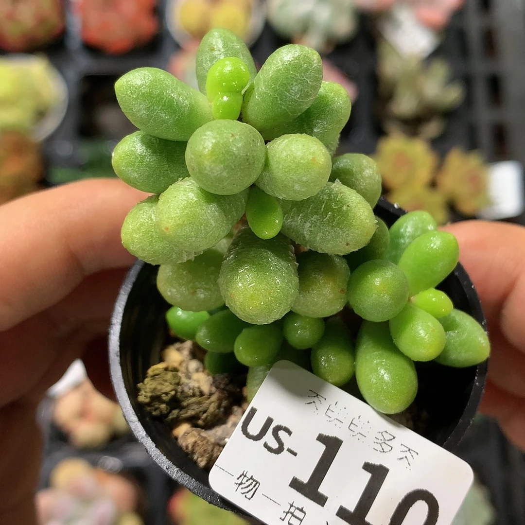 肉萌萌拇指盆多肉US110