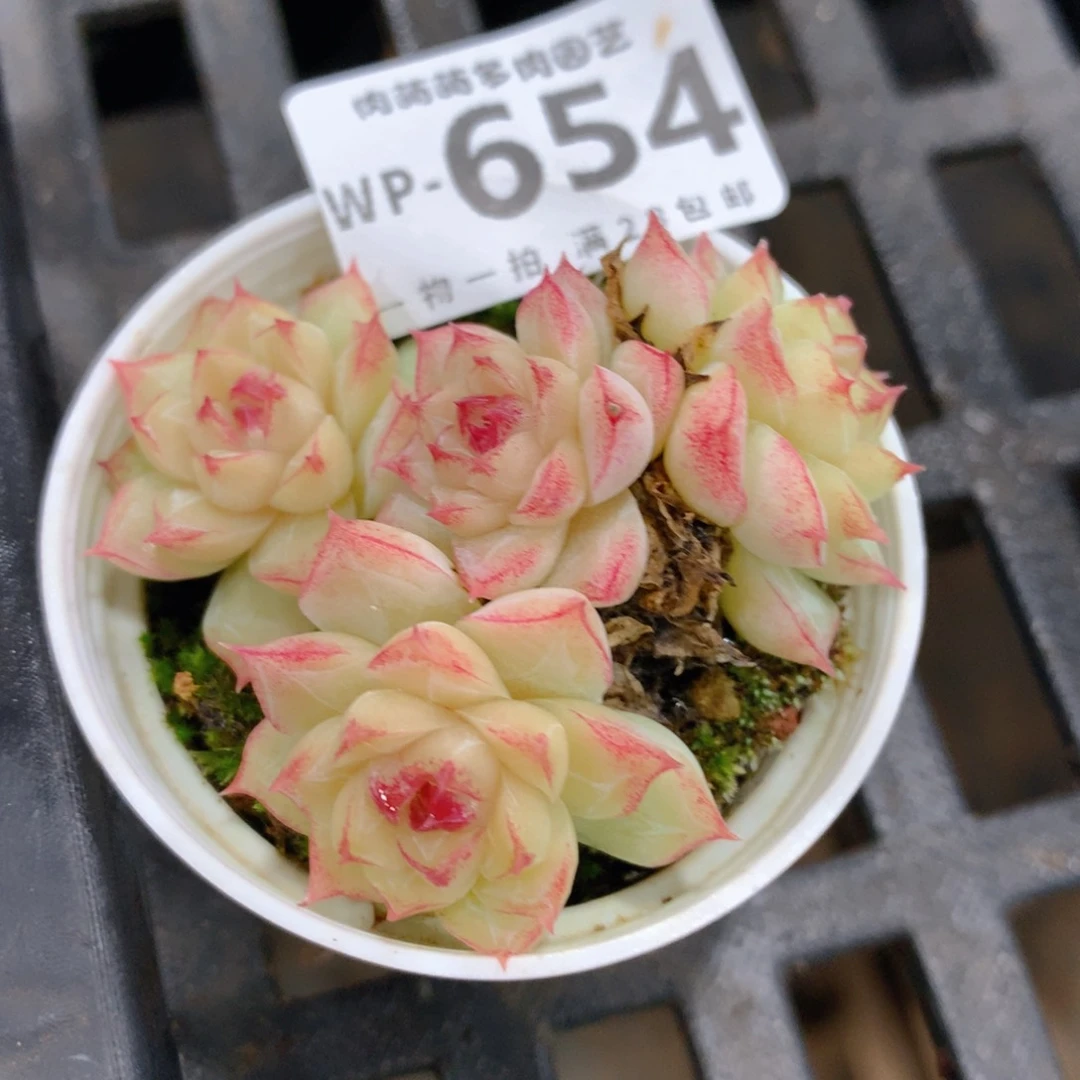 肉萌萌拇指盆精控多肉WP654