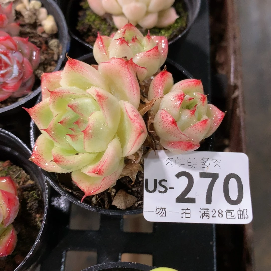 肉萌萌拇指盆多肉US270